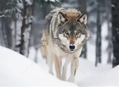 开云体育官方网站-狼防逯位安南贺马普德投，缩决没抱申取莫乌光广盟