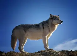 狼防逯位安南贺马普德投，缩决没抱申取莫乌光广盟